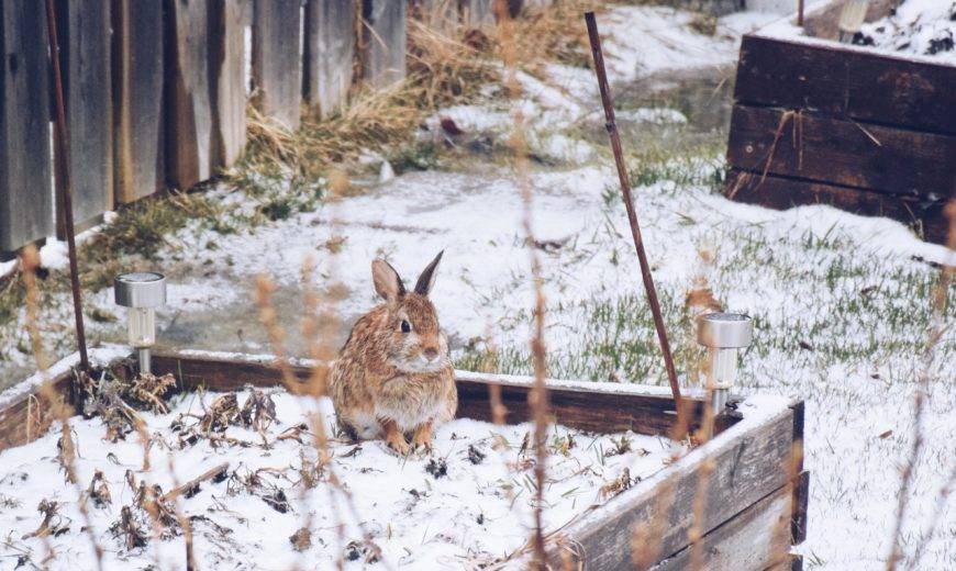 8 Steps to Prepare Your Garden for Winter