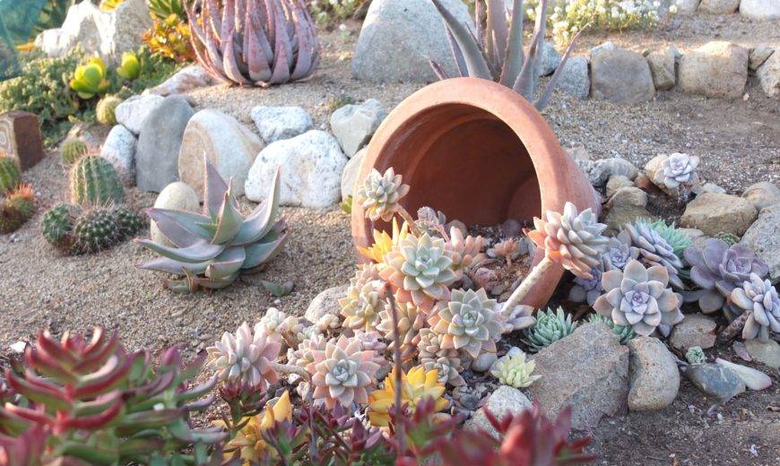 30 Succulent Garden Ideas for a Stunning Outdoor Oasis