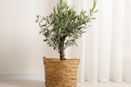 Complete Handbook for Growing an Olive Tree Indoor